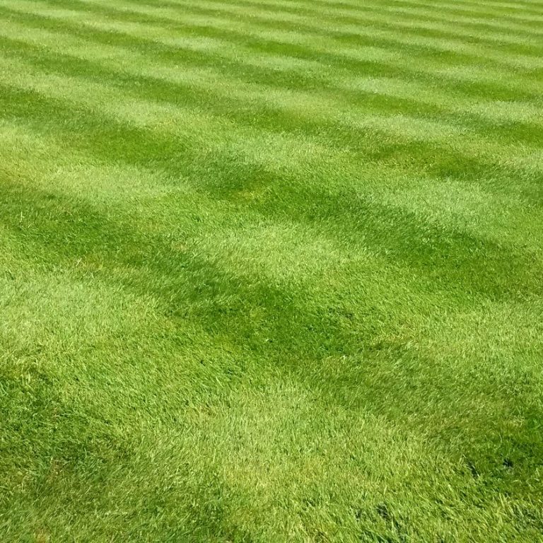 lawn maintainance