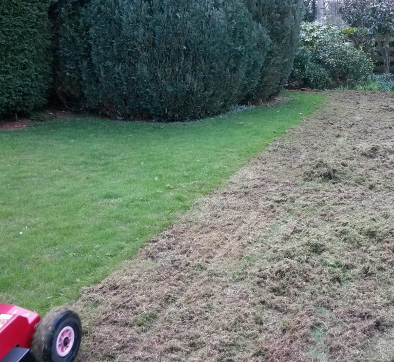 Winter lawn care