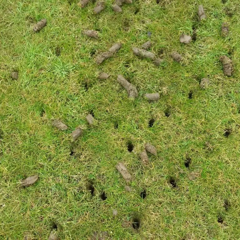 lawn aeration